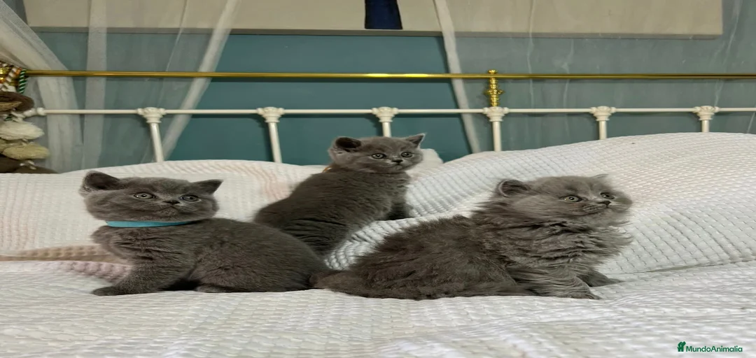 Imagen de galería {{count}}