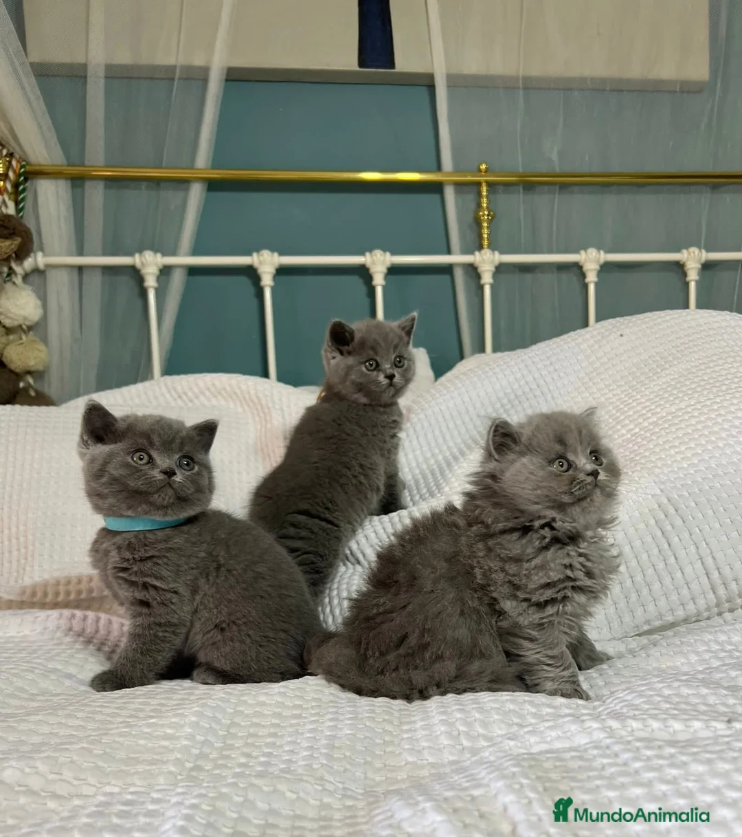 Imagen de galería {{count}}