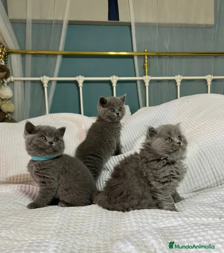 Imagen de galería {{count}}