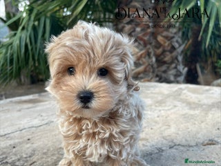 Maltipoo perros - Anuncio 12