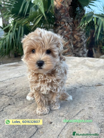 Maltipoo perros - Anuncio 13