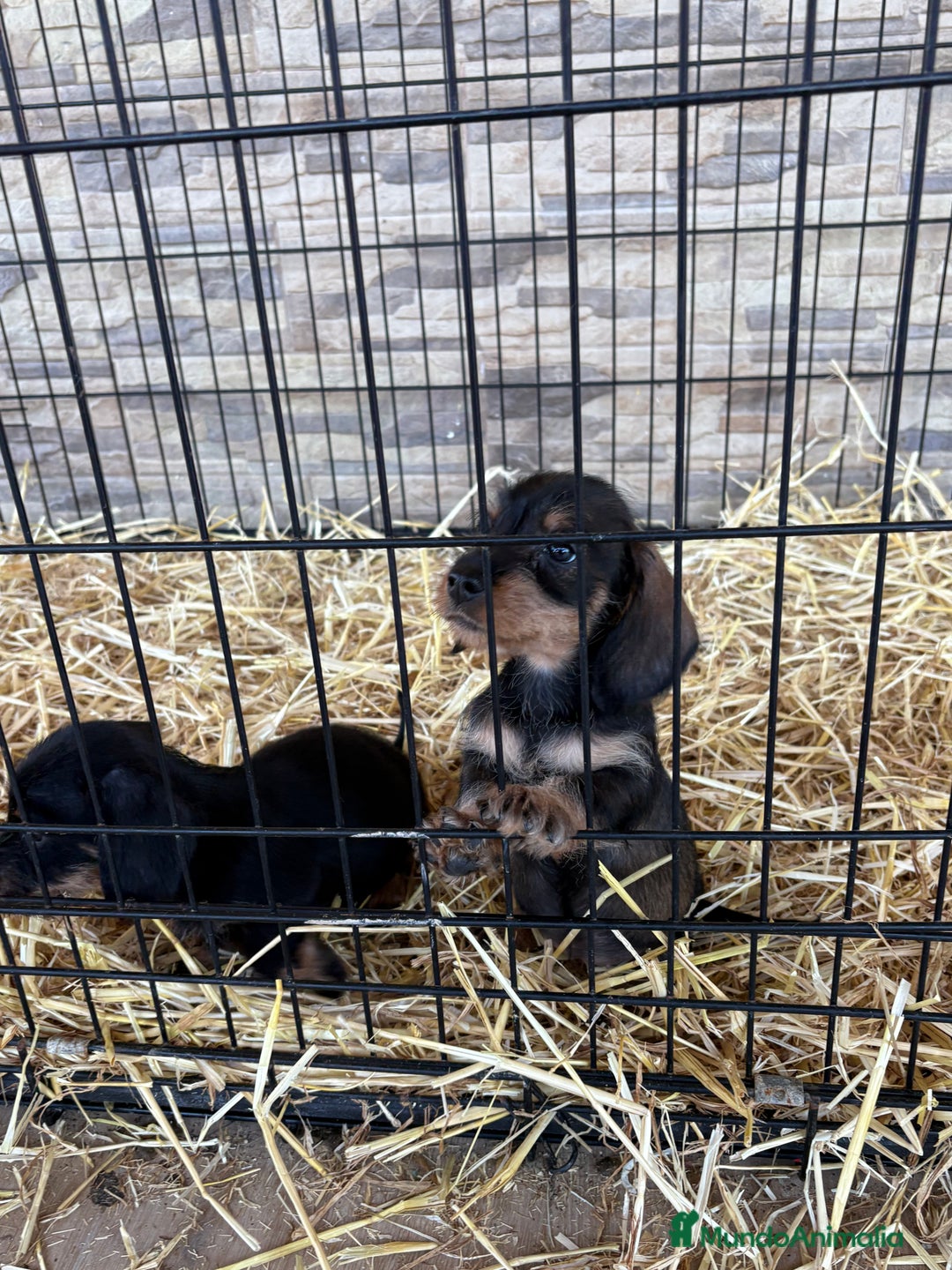 Teckel Miniatura perros en venta: Teckel mini pelo duro  - Anuncio 1