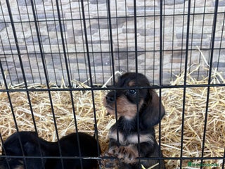 Teckel Miniatura perros Teckel mini pelo duro - Anuncio 1