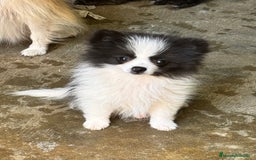 Pomerania perros en venta: Cachorros de pomerania toy - Imagen 5