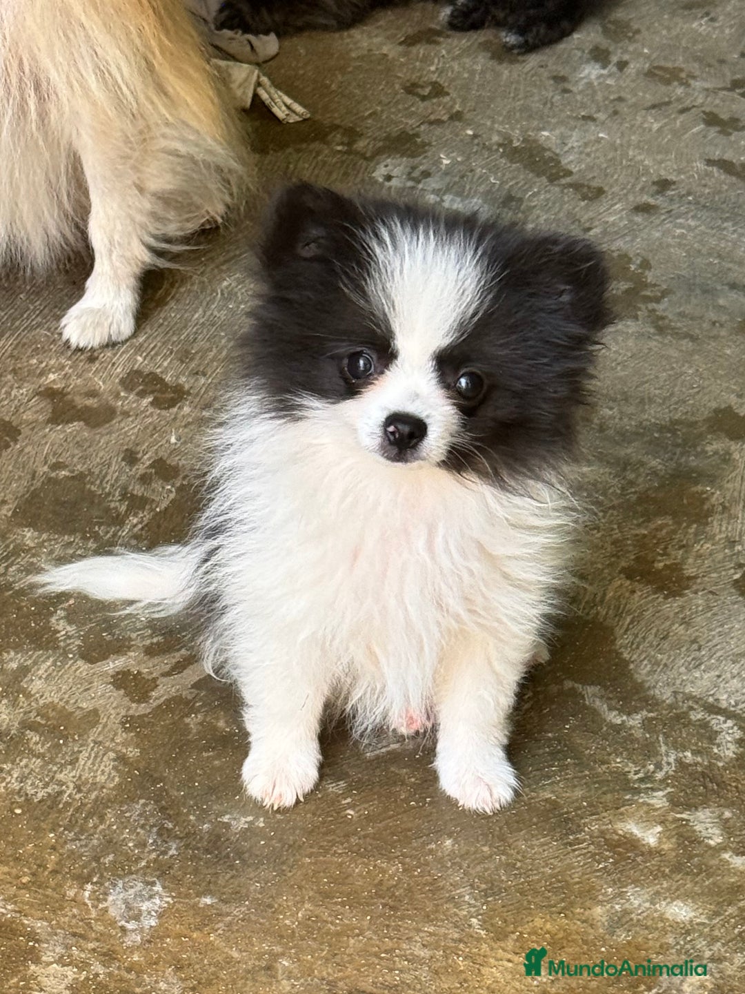 Pomerania perros en venta: Cachorros de pomerania toy - Imagen 5