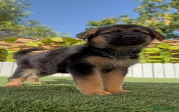 Pastor Alemán perros en venta: PASTOR ALEMAN - Imagen 13