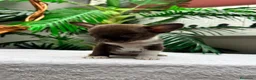 Chihuahua perros en venta: CHIHUAHUAS CHOCOLATE - Anuncio 17