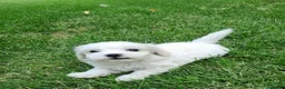 Bichón Maltés perros en venta: Bichoncitos Únicos - Anuncio 7