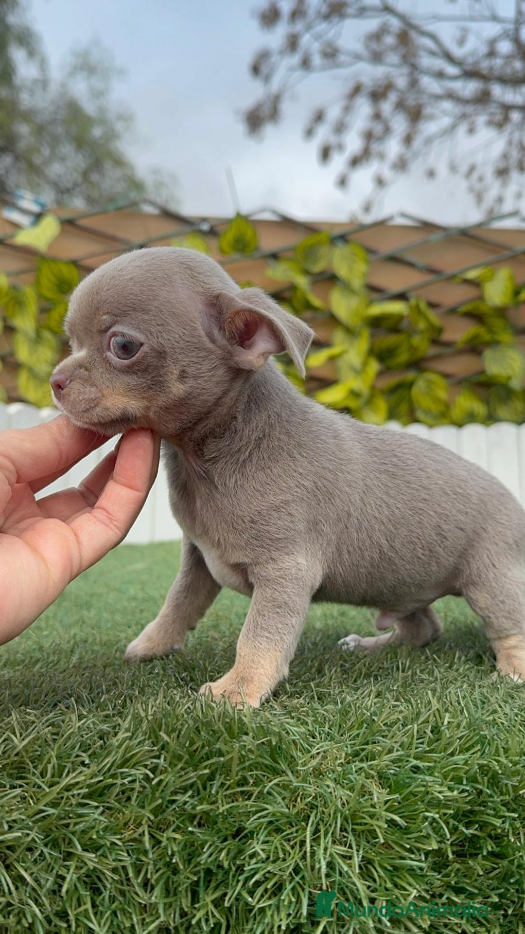 Chihuahua perros en venta: CHIHUAHUA MACHO LILAC AND TAN - Anuncio 7