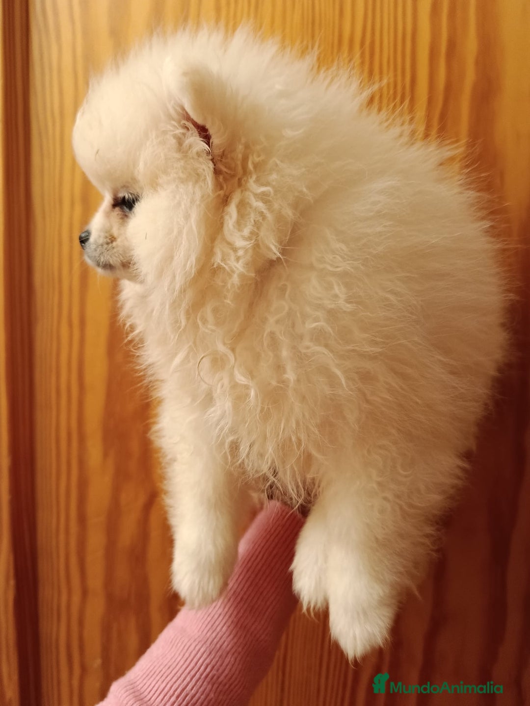 Pomerania perros en venta: Pomerania en Valencia  - Anuncio 2