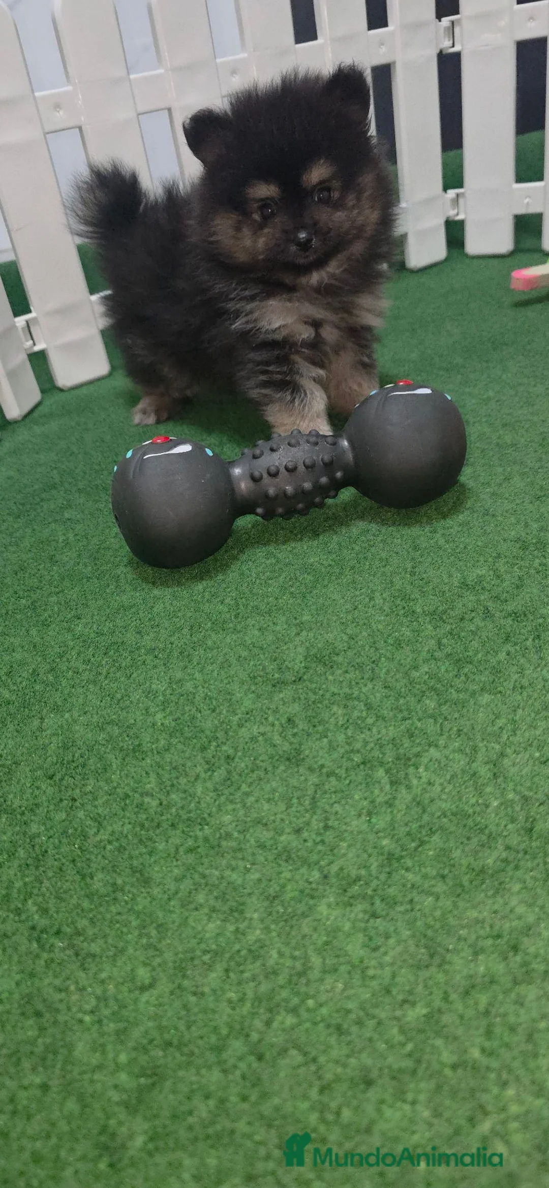 Pomerania perros en venta: Lulus pomerania  - Anuncio 2