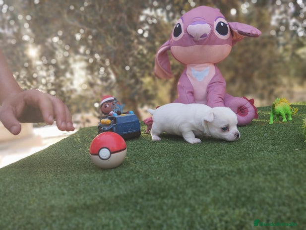 Chihuahua perros - Anuncio 1