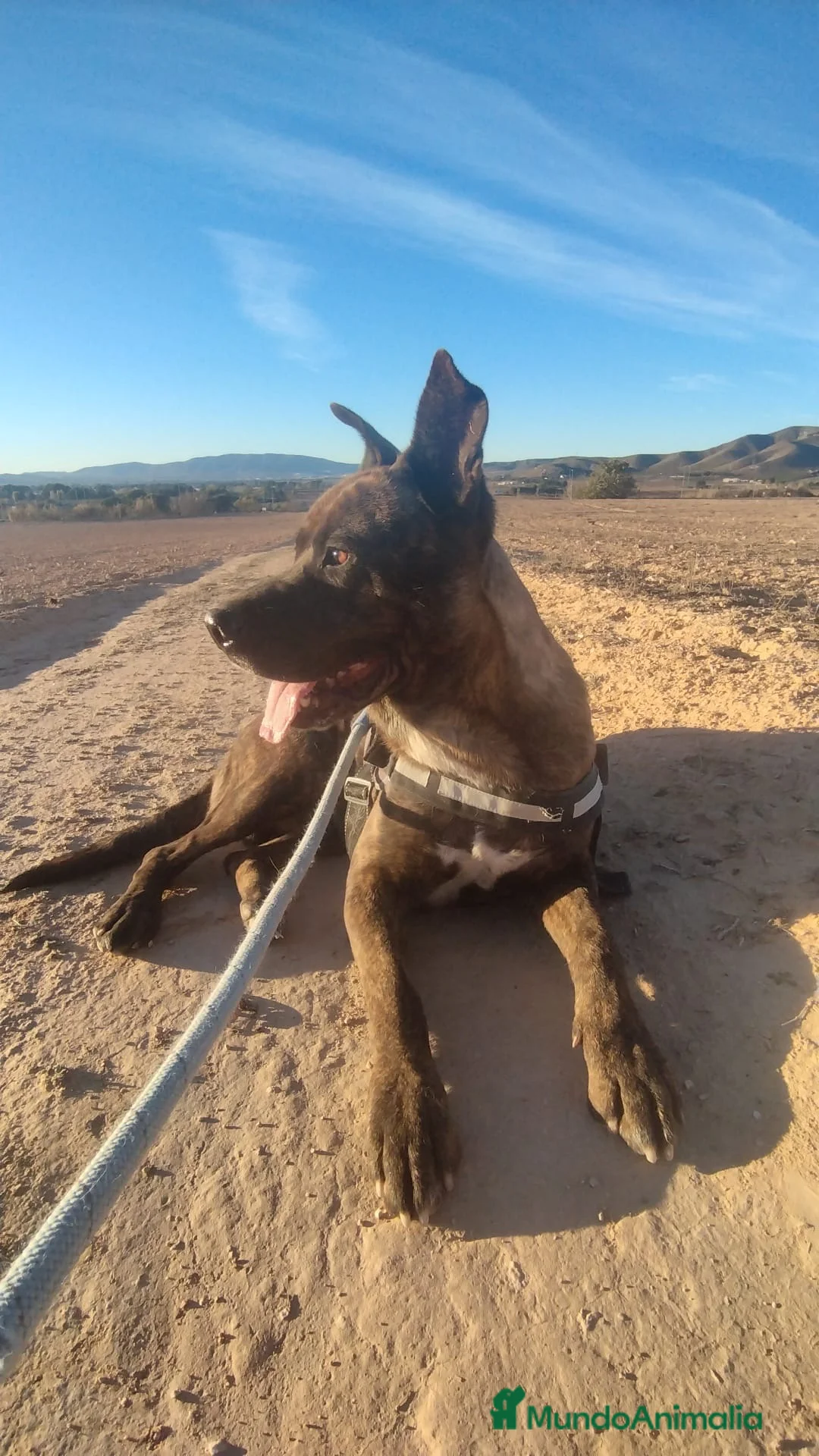 Raza Mixta perros en adopcion: ODÍN ❤️ en Adopción  - Anuncio 10