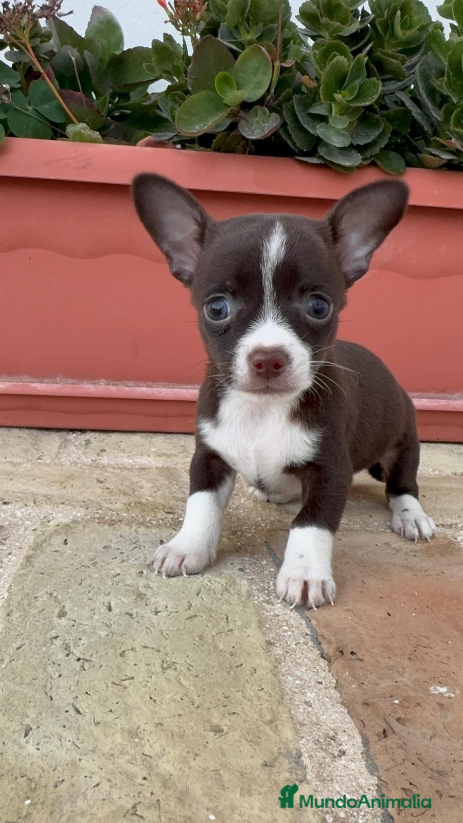 Chihuahua perros CHIHUAHUA MACHO – PEQUEÑO, DULCE Y MUY ESPECIAL - Anuncio 1