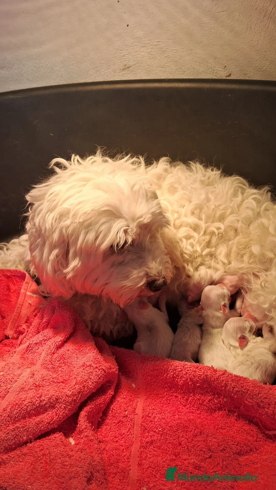 Bichón Maltés perros en venta: Bebés Bichon Maltés  - Anuncio 5