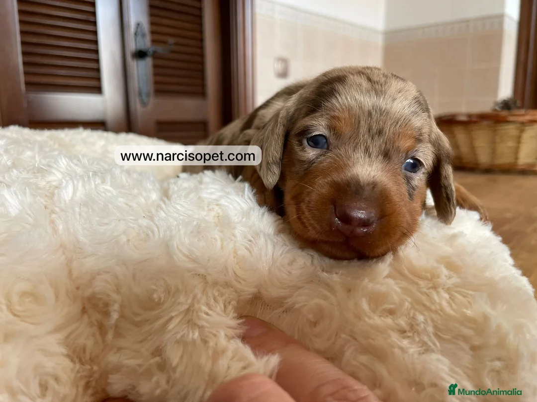 Teckel Miniatura perros en venta: VENTA DE TECKEL CHOCOLATE MERLE en Asturias - Anuncio 4