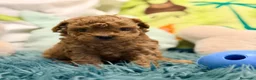 Caniche Toy perros en venta: CANICHE TOY LAS MEJORES LÍNEAS  - Anuncio 6