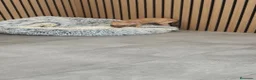 Chihuahua perros en venta: Chihuahua Macho 🦌 - Anuncio 2