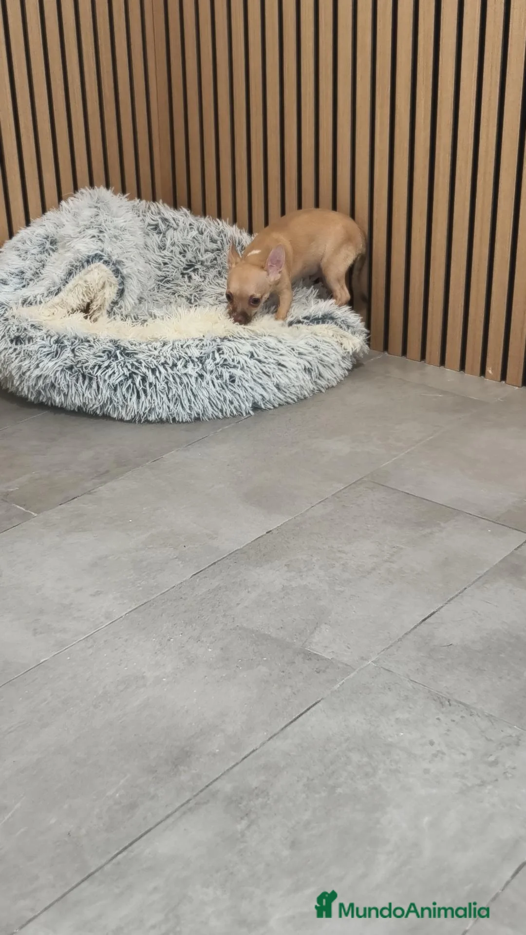 Chihuahua perros en venta: Chihuahua Macho 🦌 - Anuncio 2