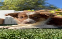 Border Collie perros en venta: BORDER COLLIE HEMBRA - Anuncio 4