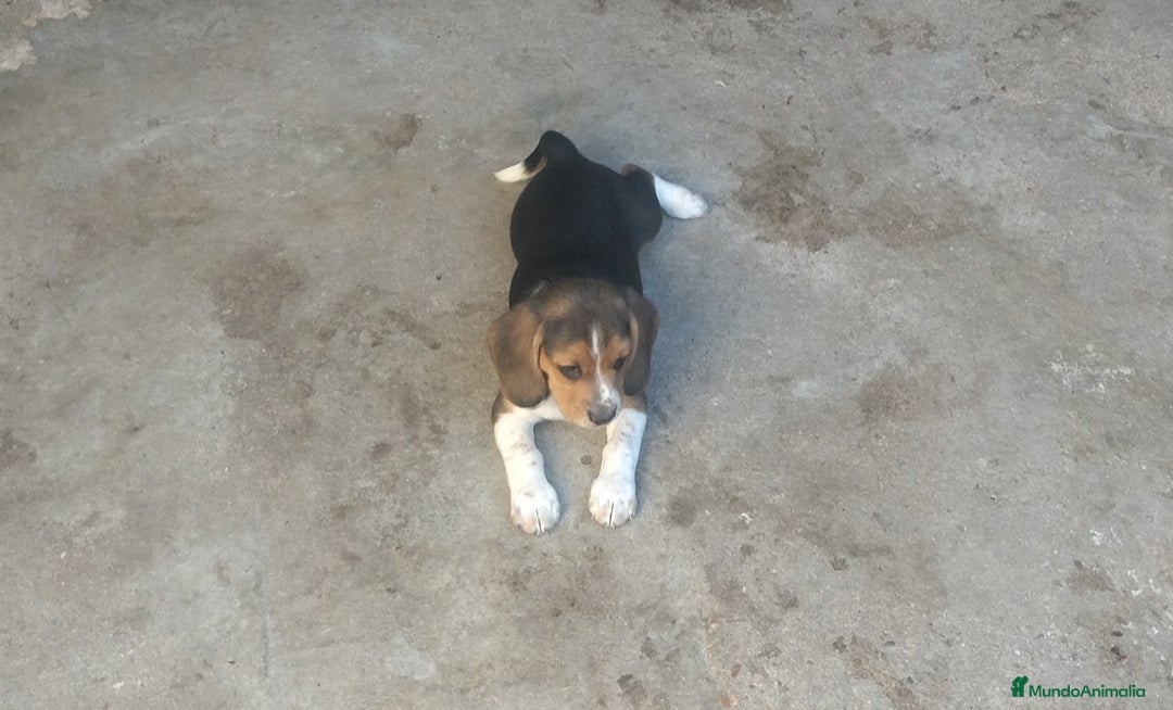 Beagle perros en venta: Cachorros Beagle - Imagen 2