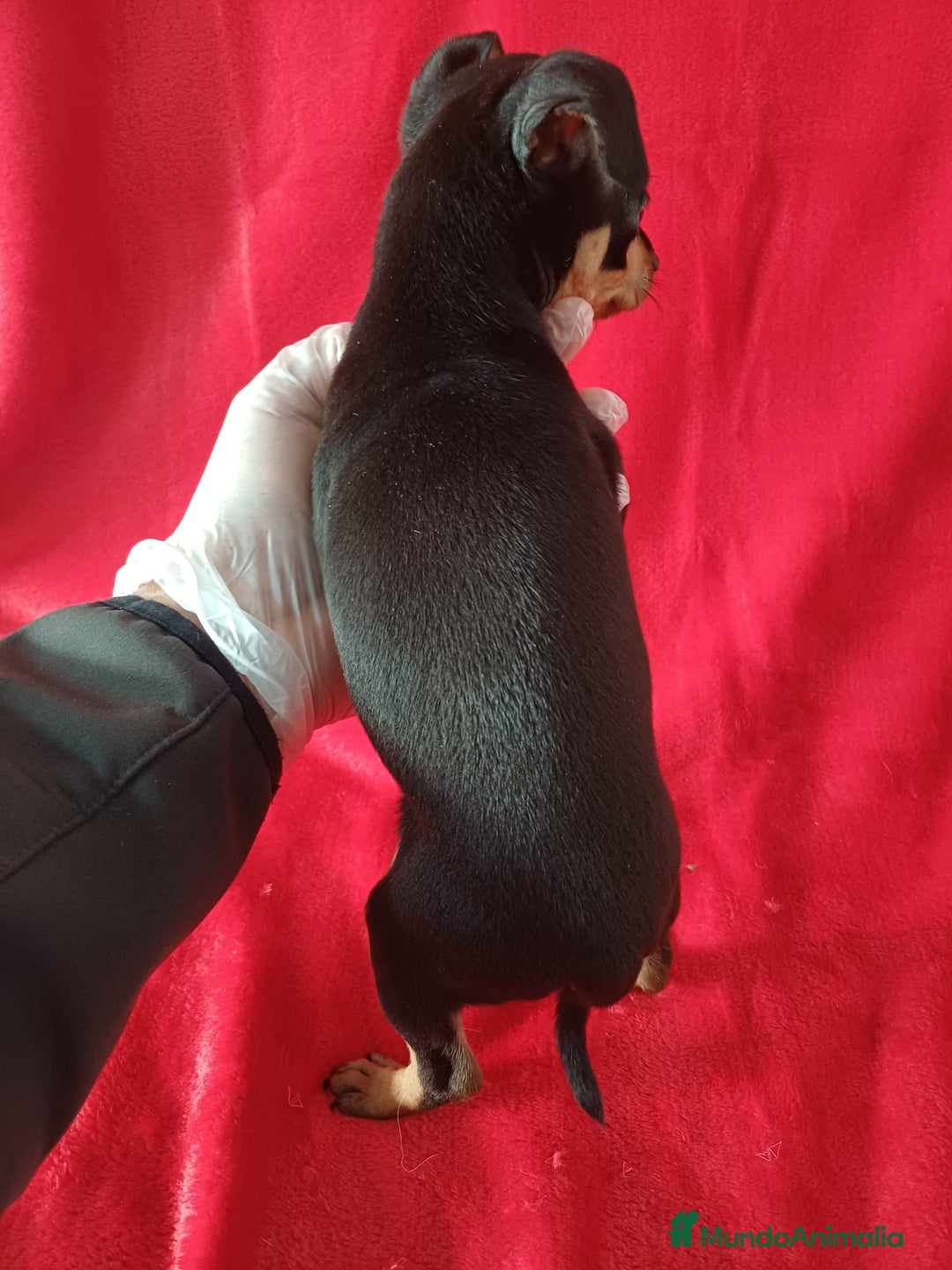 Pinscher Miniatura perros en venta: Pincher Miniatura  - Anuncio 3