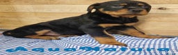 Rottweiler perros en venta: Rottweiler Macho 1070 - AQUANATURA en Barcelona - Anuncio 6