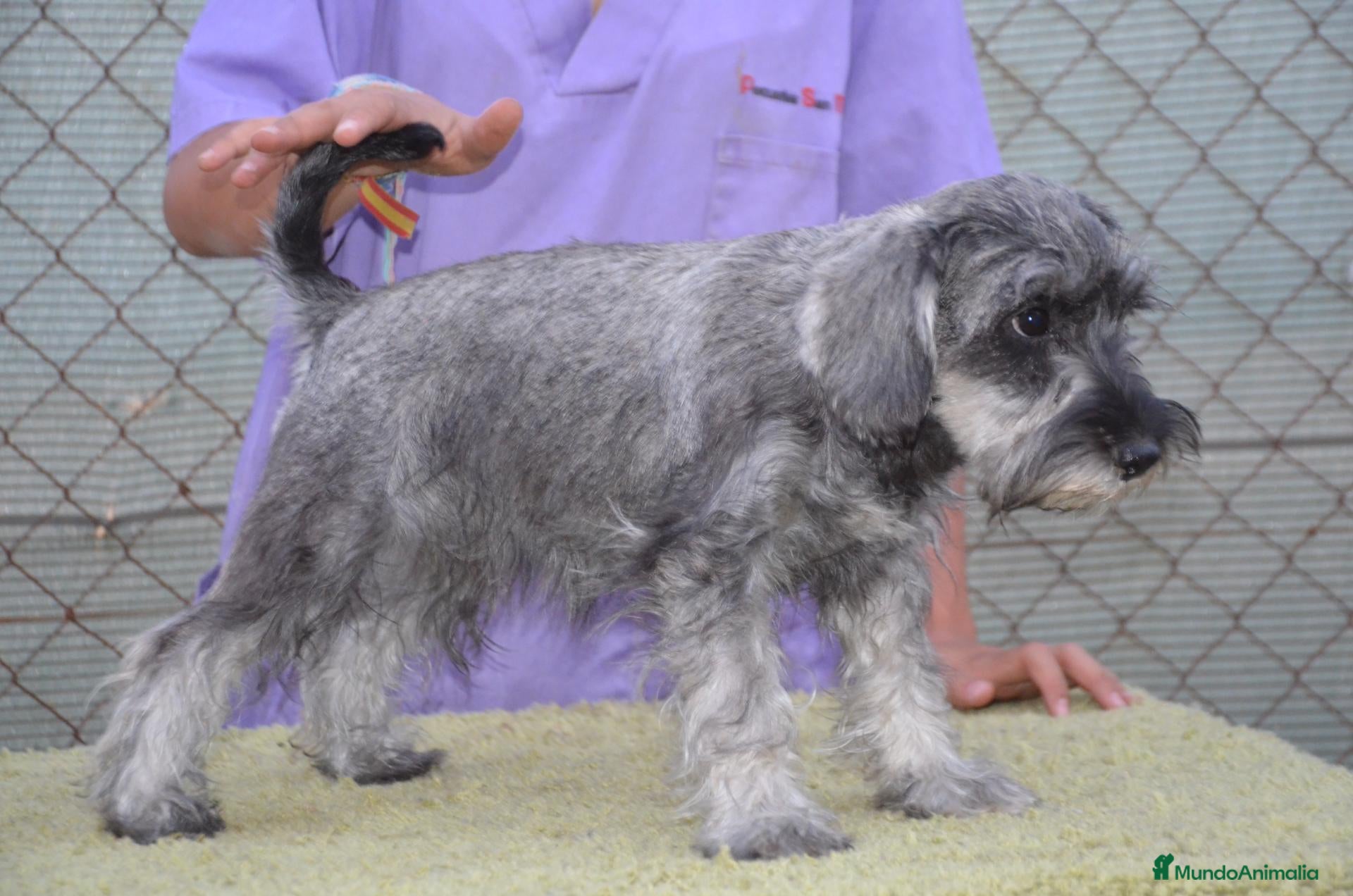 Schnauzer Miniatura perros Schnauzer miniatura sal y pimienta - Anuncio 2
