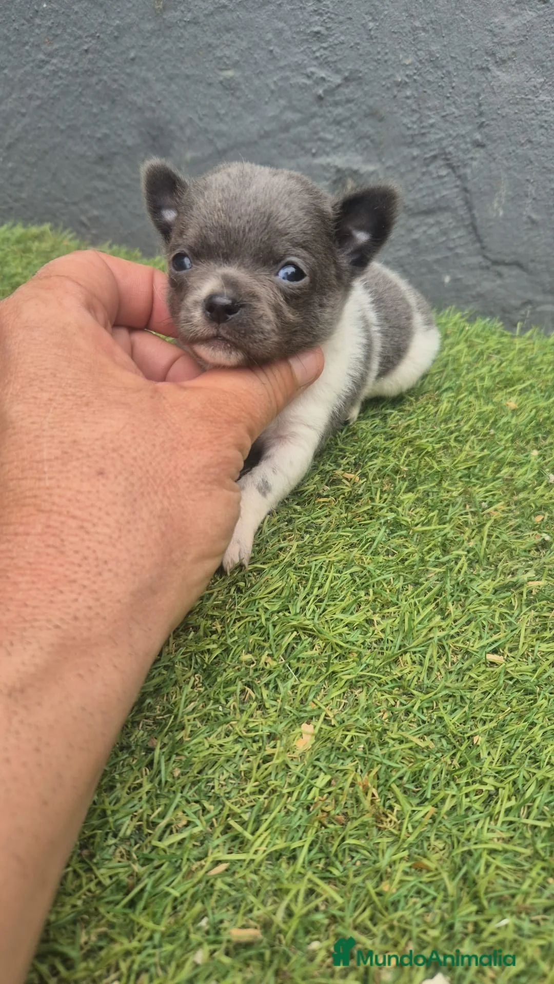 Chihuahua perros en venta: Chihuahua Toy hembra  - Anuncio 1