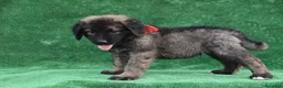 Pastor del Cáucaso perros en venta: Disponible Pastor del Cáucaso - Anuncio 6