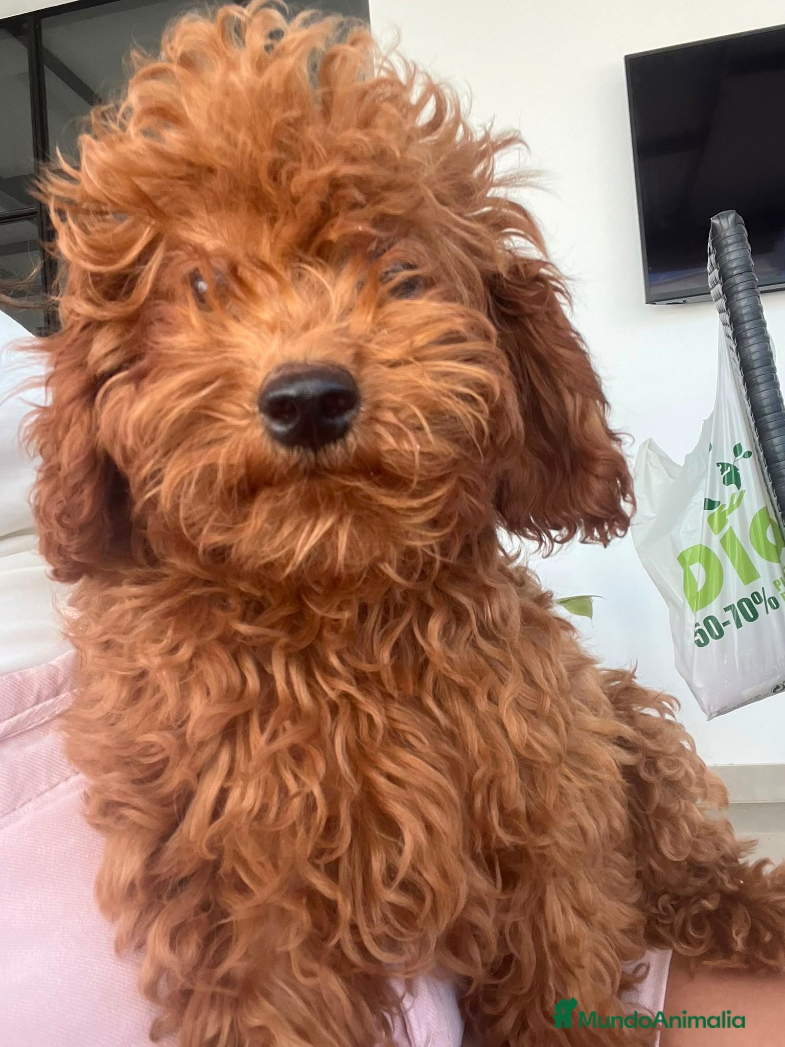 Caniche Toy perros Caniche toy - Anuncio 1