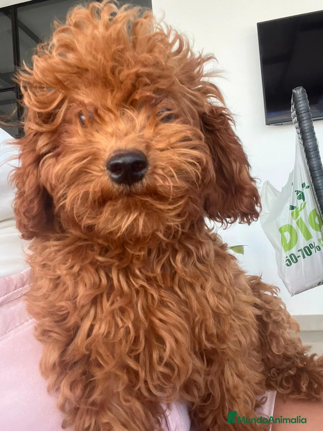 Caniche Toy perros en venta: Caniche toy - Anuncio 1