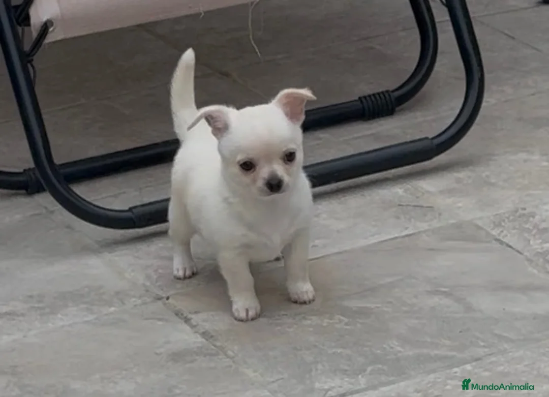 Chihuahua perros en venta: Osito de algodón chihuahua blanco  - Anuncio 4