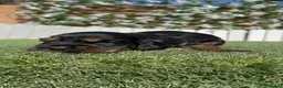 Cocker Spaniel Inglés perros en venta: COCKER SPANIEL INGLES - Anuncio 21