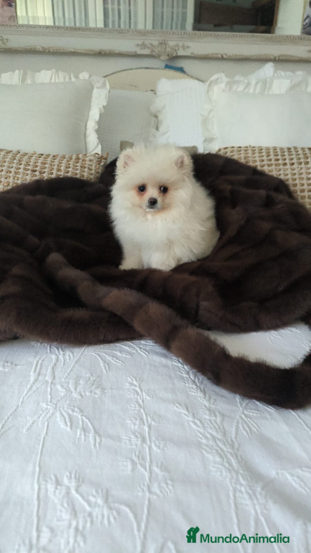 Pomerania perros en venta: Lulu Pomerania toy carita oso blanquita  - Anuncio 1