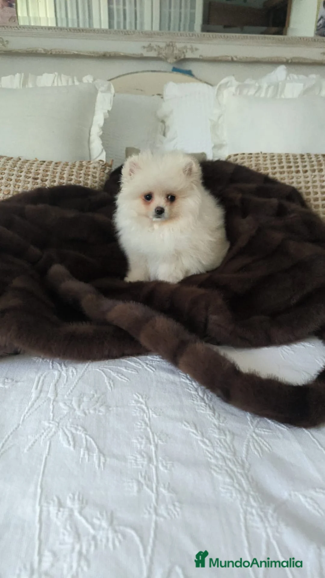 Pomerania perros en venta: Lulu Pomerania toy carita oso blanquita  - Anuncio 1