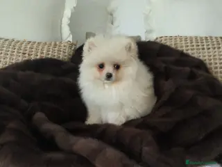 Pomerania perros Lulu Pomerania toy carita oso blanquita - Anuncio 23