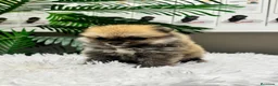 Pomerania perros en venta: POMERANIA 🎀 - Anuncio 2