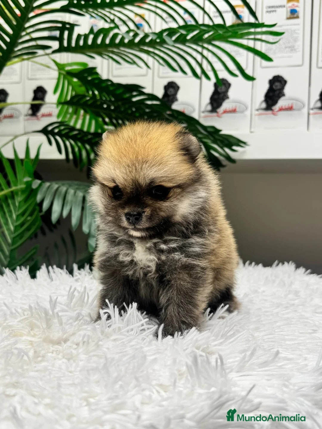 Pomerania perros en venta: POMERANIA 🎀 - Anuncio 2