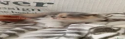 Persa gatos en venta: PERSA  - Anuncio 2