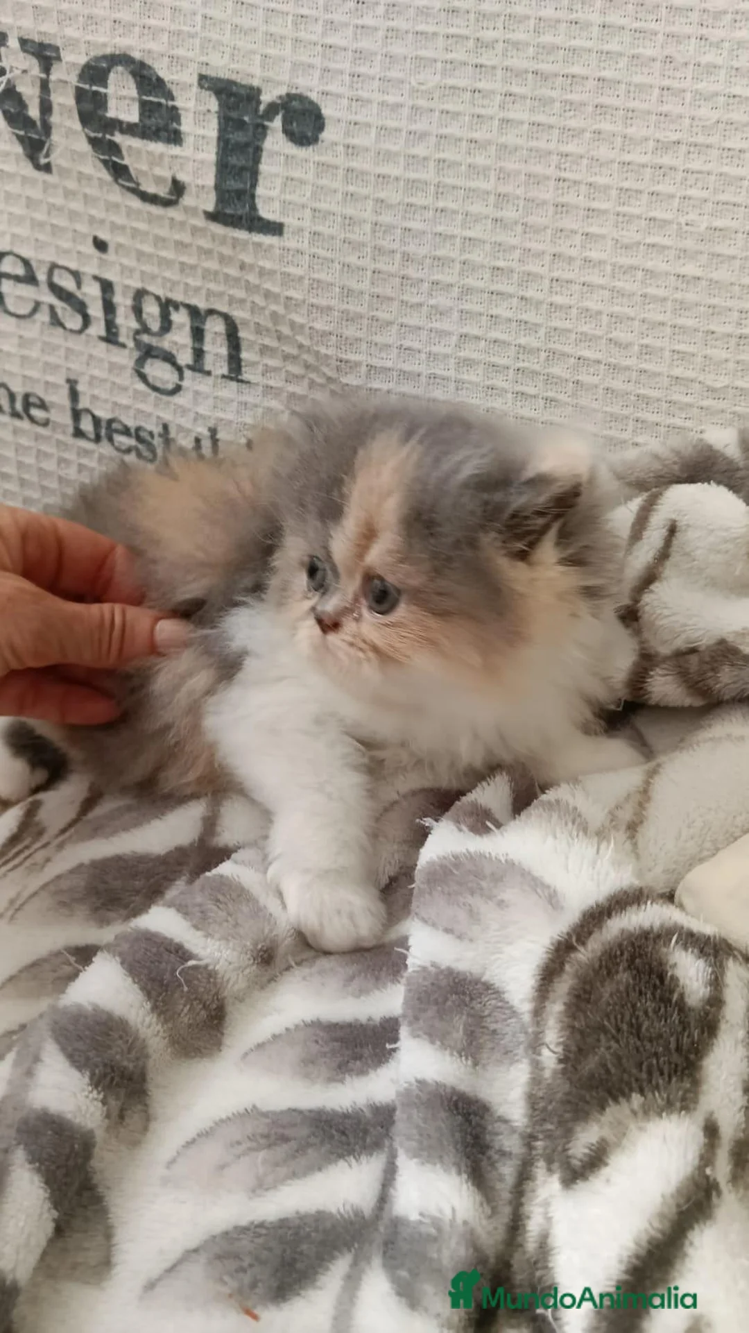 Persa gatos en venta: PERSA  - Anuncio 2