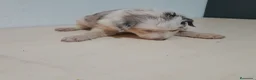 Border Collie perros en venta: BORDER COLLIE - Anuncio 13