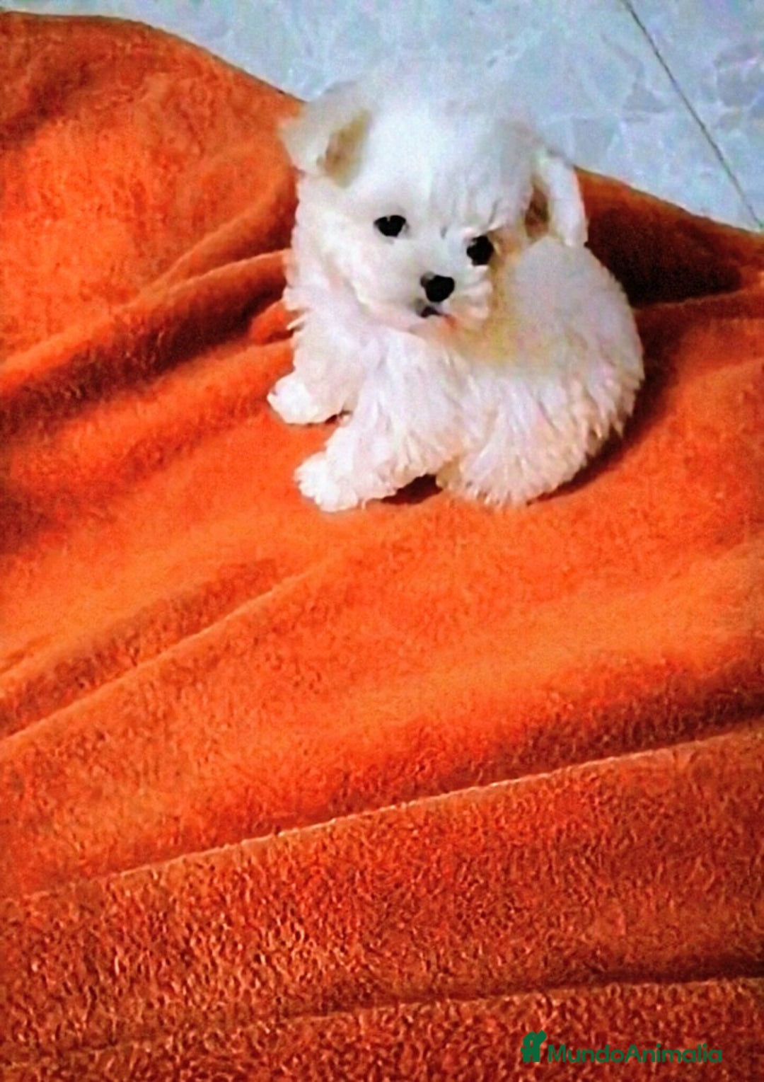 Bichón Maltés perros en venta: PRECIOSAS HEMBRITAS DE BICHÓN MALTÉS  - Anuncio 1