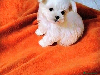 Bichón Maltés perros en venta: PRECIOSAS HEMBRITAS DE BICHÓN MALTÉS - Anuncio 4