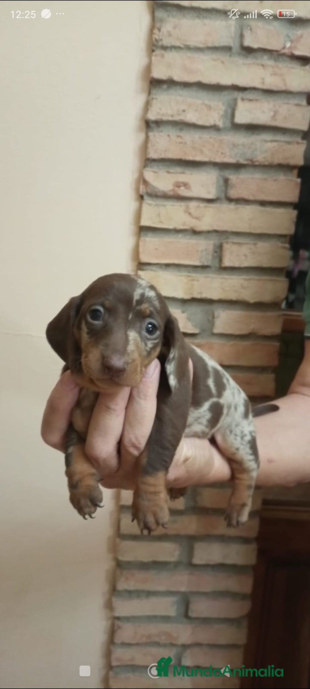 Teckel Miniatura perros en venta: Teckel mini - Anuncio 6