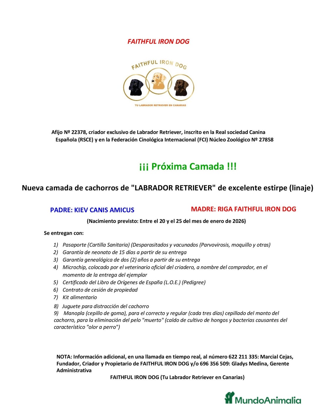 Labrador Retriever perros en venta: Cachorros de Labrador Retriever - Anuncio 3