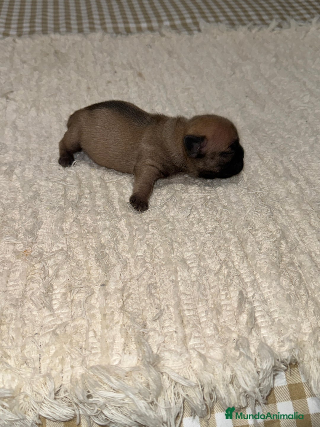 Bulldog Francés perros en venta: Bulldog francés excelente morfología reservas  - Anuncio 6