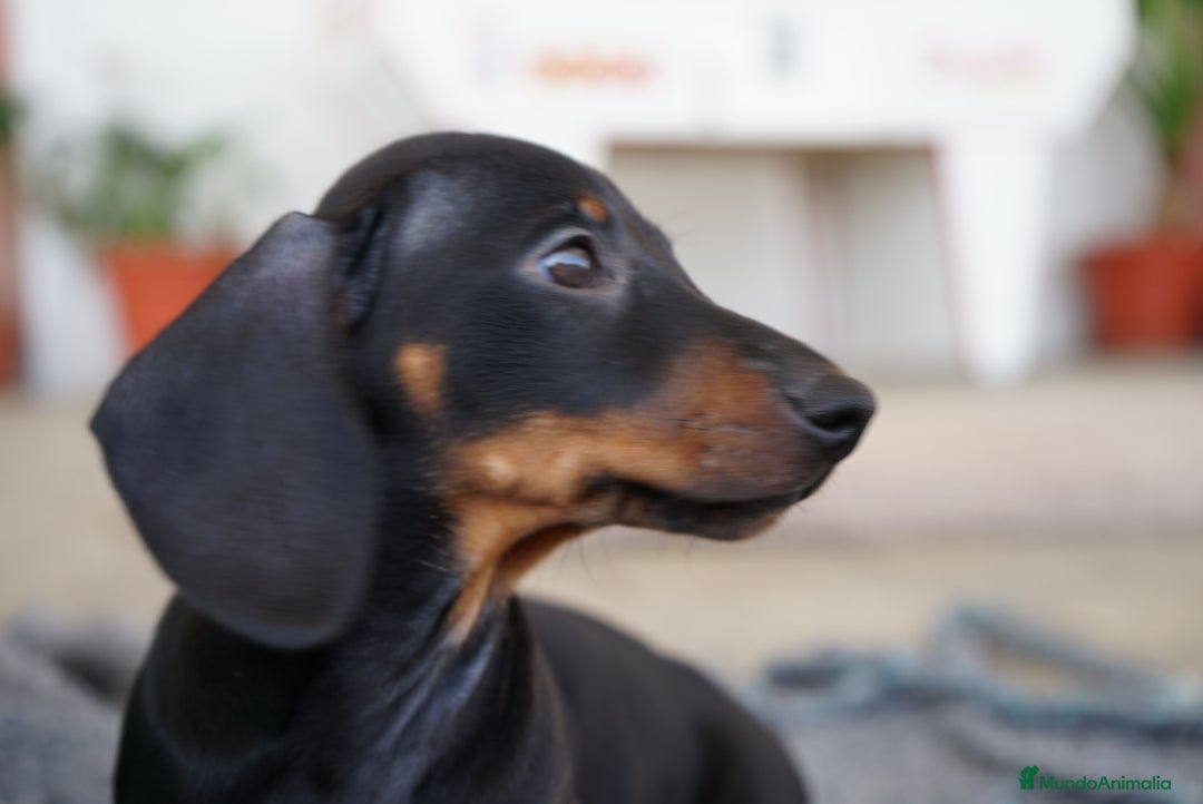 Teckel Miniatura perros en venta: 🐾 CONOCE A GINA UNA PEQUEÑA TECKEL MINIATURA 🖤 - Imagen 9