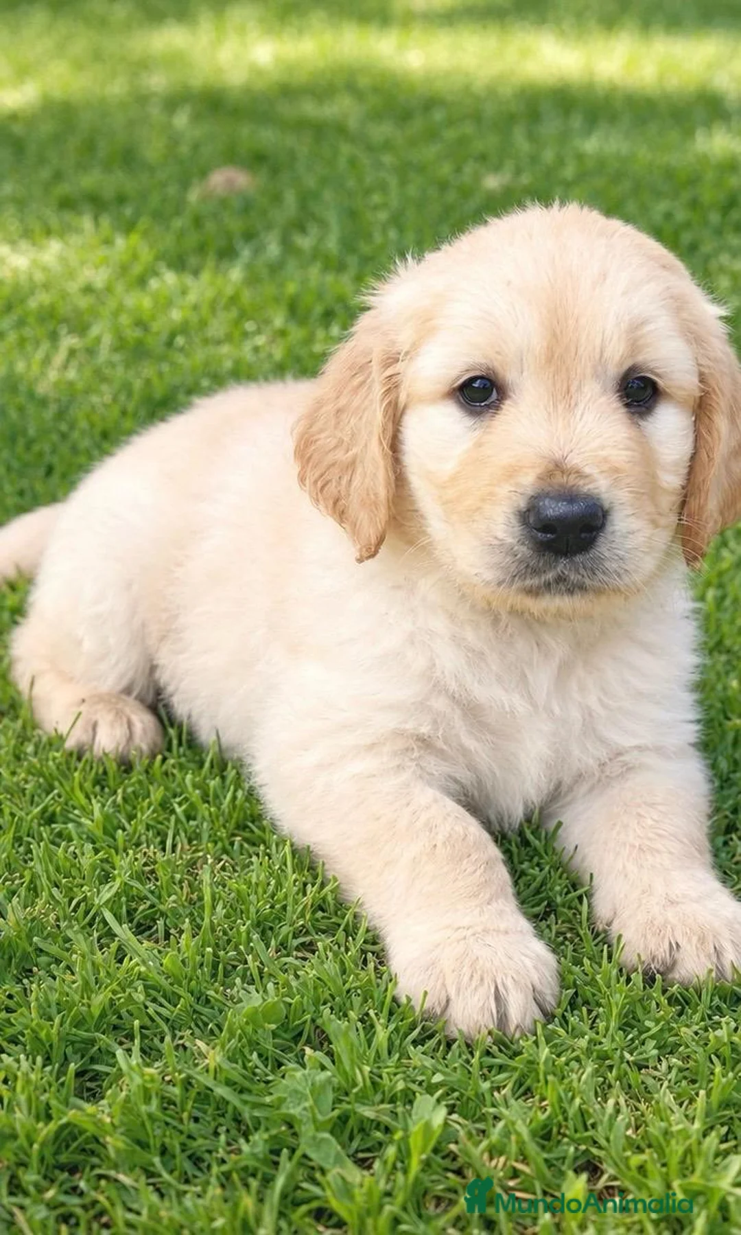 Golden Retriever perros en venta: golden retriver valencia criadero familia salud  - Anuncio 1