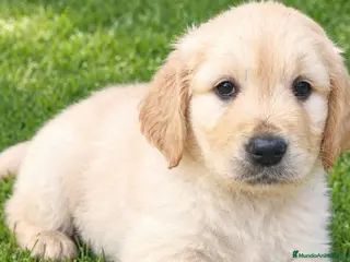 Golden Retriever perros golden retriver valencia criadero familia salud - Anuncio 1